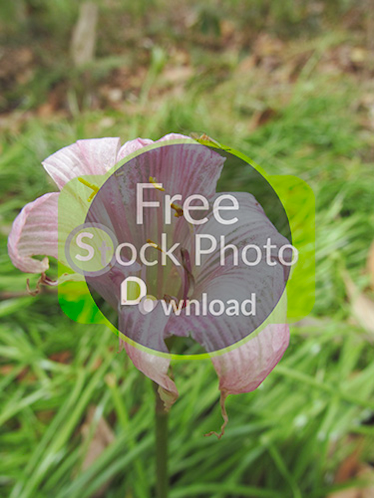 Download Pink Flower with Green Background - Wildflower Stock Photo Download - Brand Preview