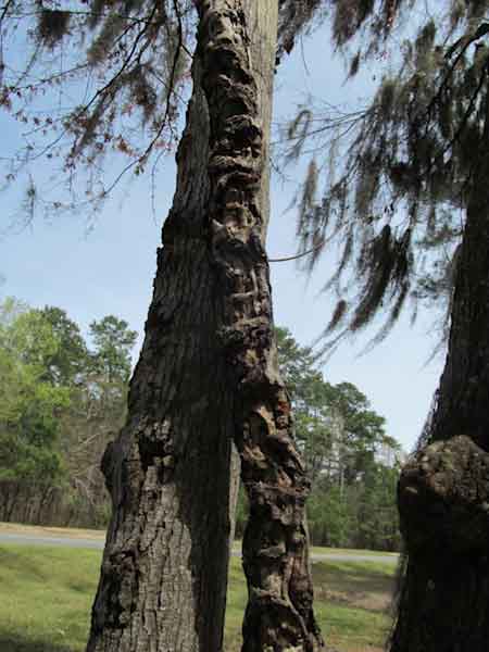 Tree Twist free stock image downloadable content. No cost stock photo download of trees twisting available at no cost.