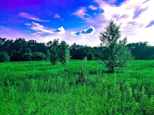 Downloadable Photo of Field at Biking Trail Digitally Converted - Open Field Stock Photo