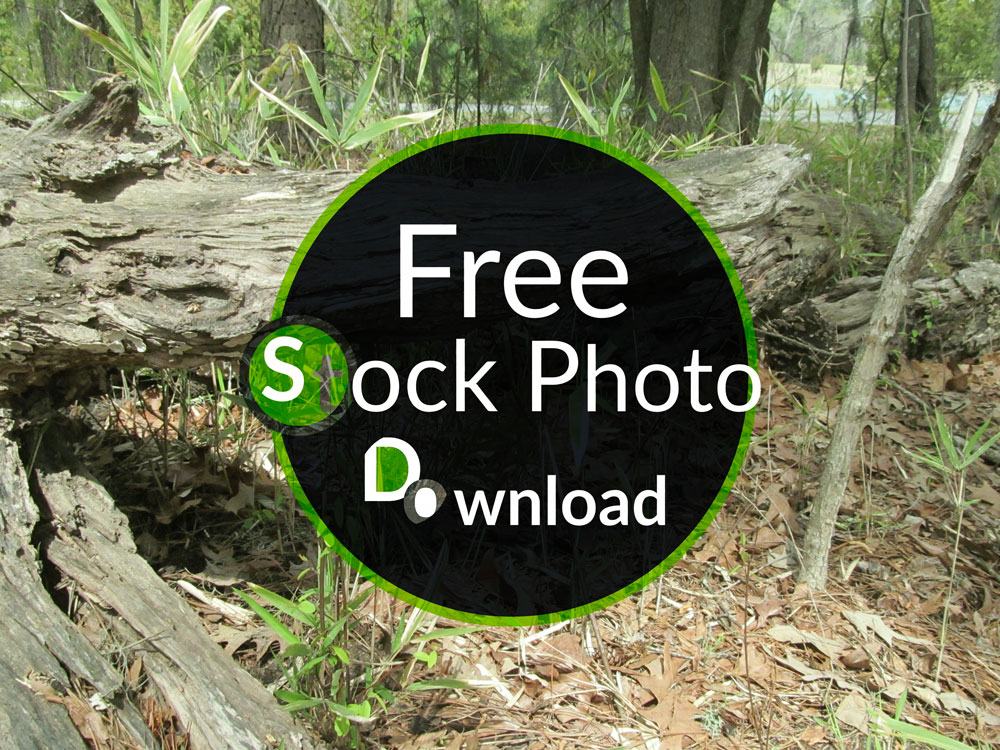 Download Alligator Stump - Trees and Trunks Stock Photo Download - Brand Preview