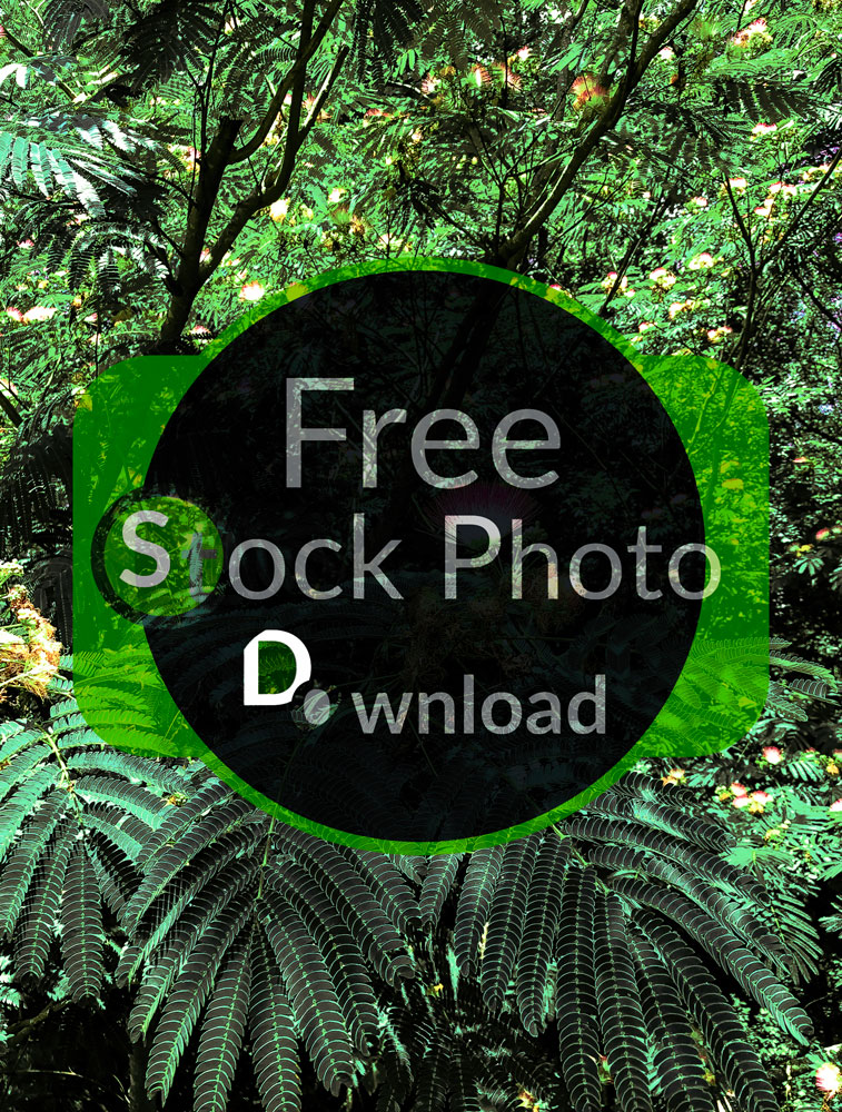Download Focal Flower in a World of Green - Wildflower Stock Photo Download - Brand Preview