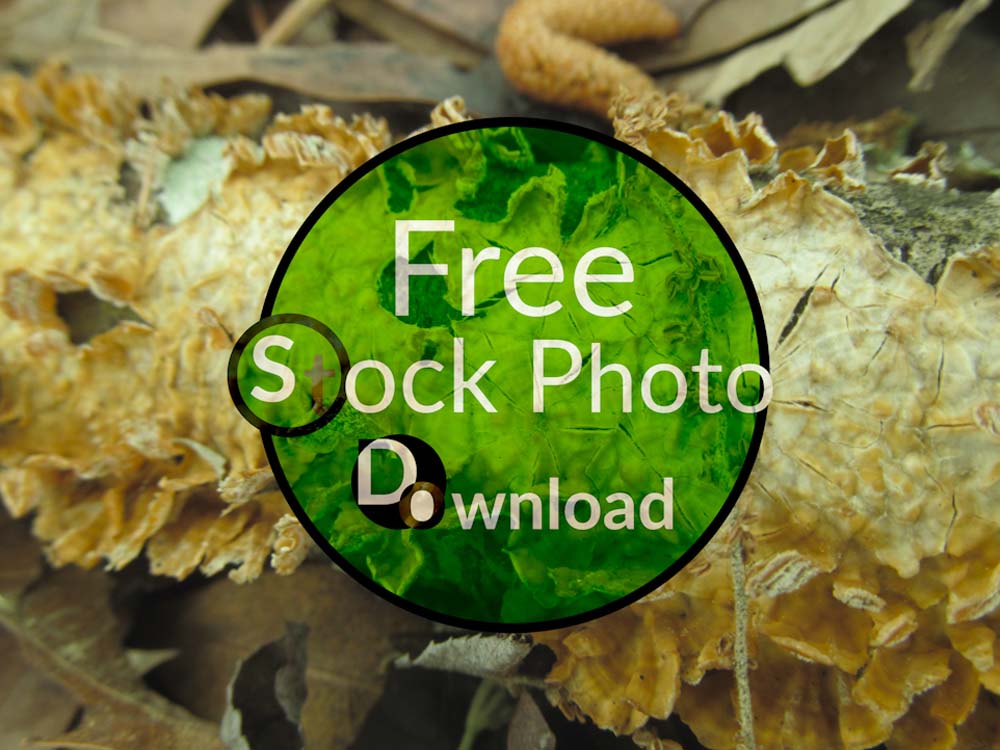 Download Old Stick Close Up - Texture Focused Stock Photo Download - Brand Preview