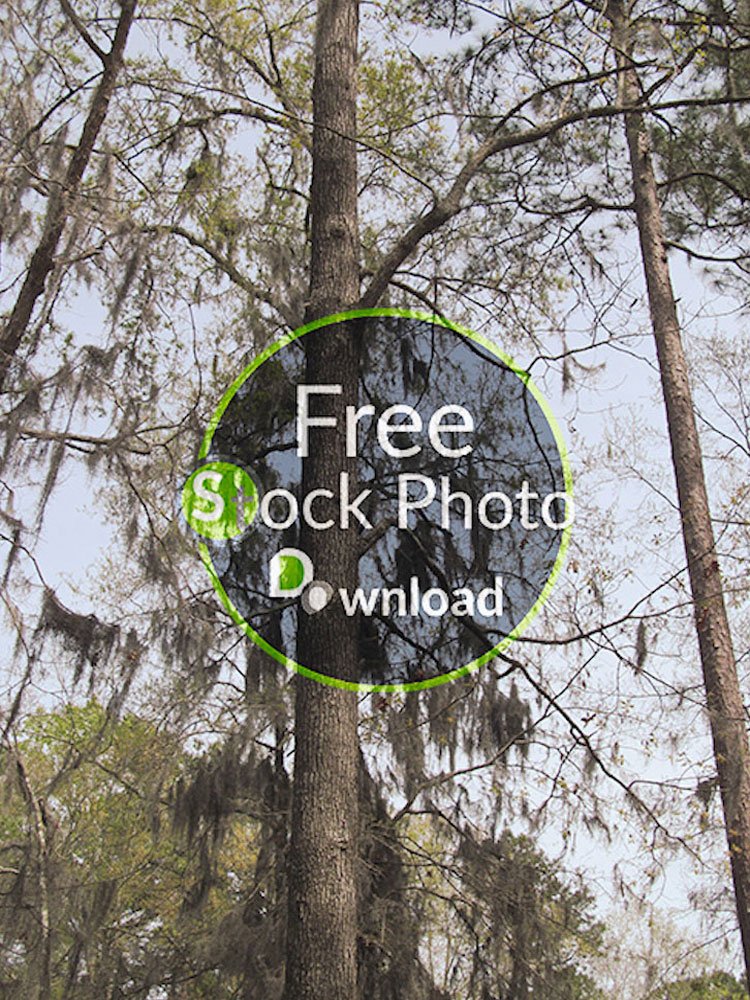 Download Portrait of Tree - Trees and Trunks Stock Photo Download - Brand Preview