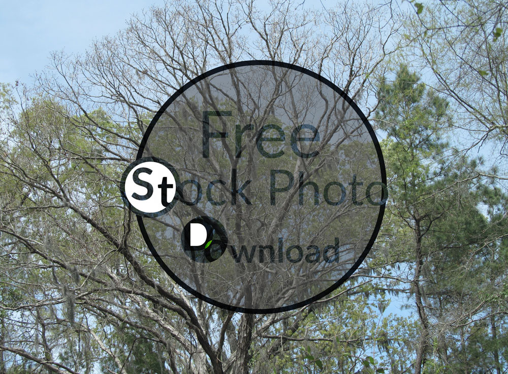 Download Tree Branches in Air - Trees and Trunks Stock Photo Download - Brand Preview