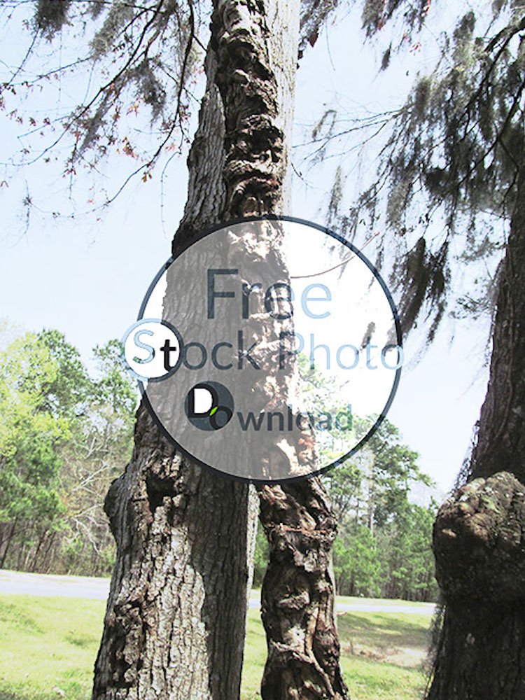 Download Tree Twist - Trees and Trunks Stock Photo Download - Brand Preview