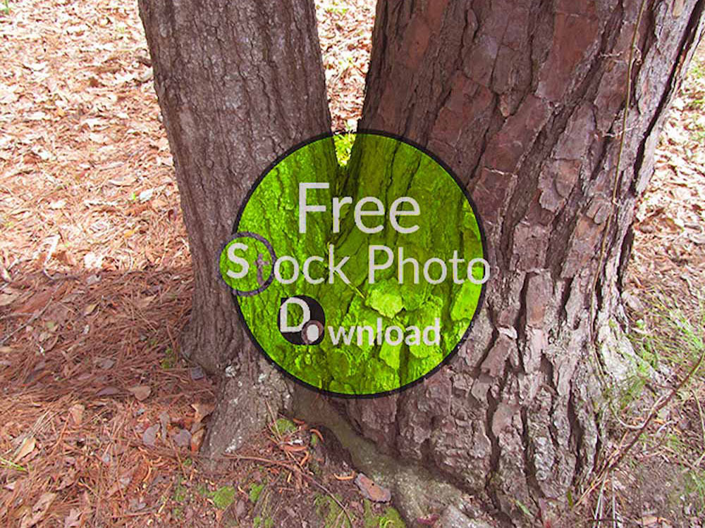 Download Two Stump - Trees and Trunks Stock Photo Download - Brand Preview