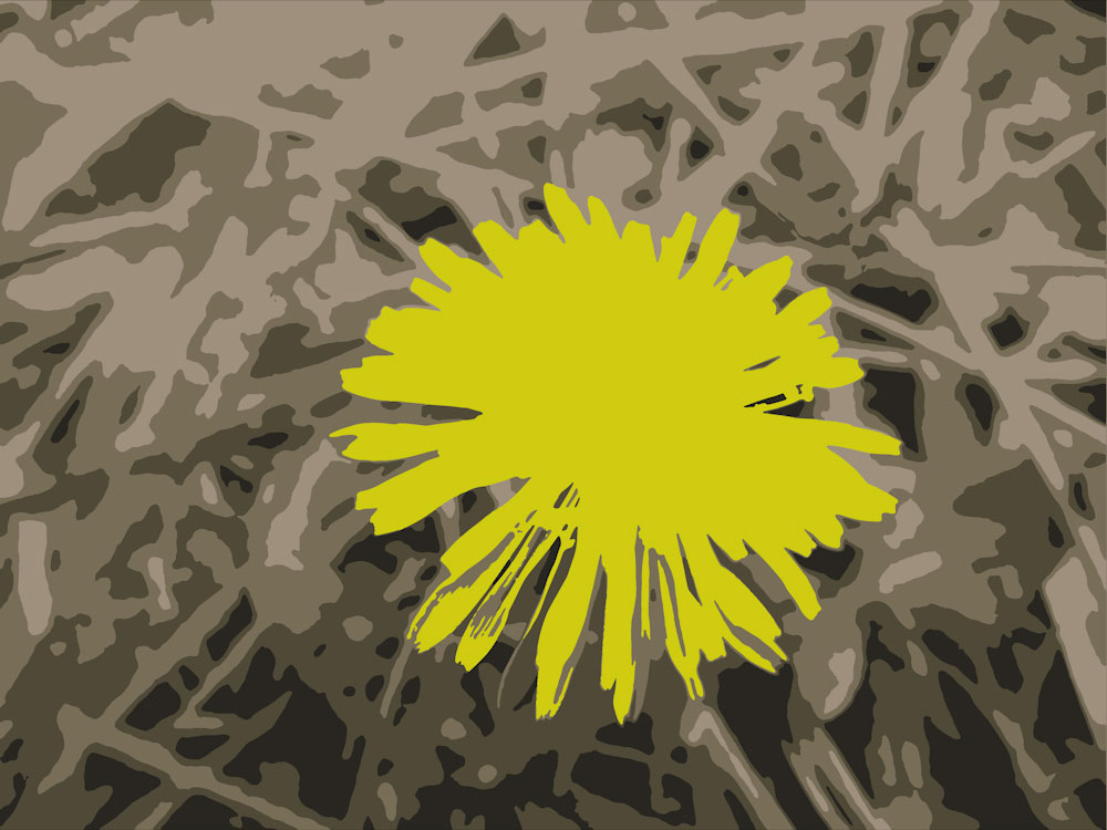 Download Yellow Flower - Wildflower Stock Photo Download - Blank Preview