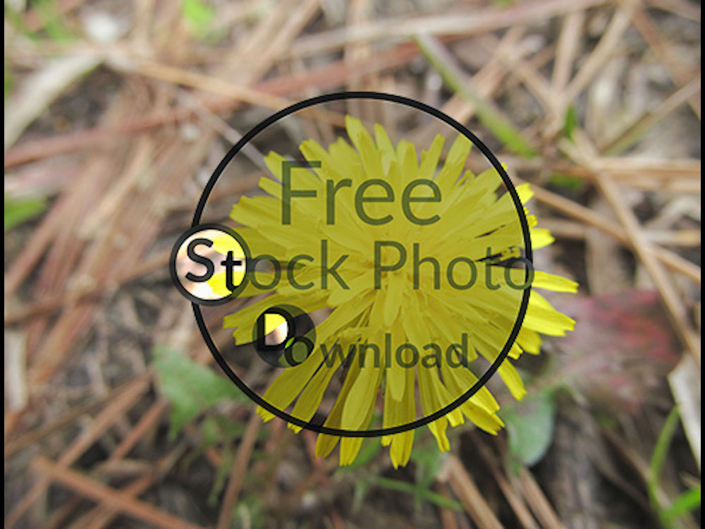 Download Yellow Flower - Wildflower Stock Photo Download - Brand Preview
